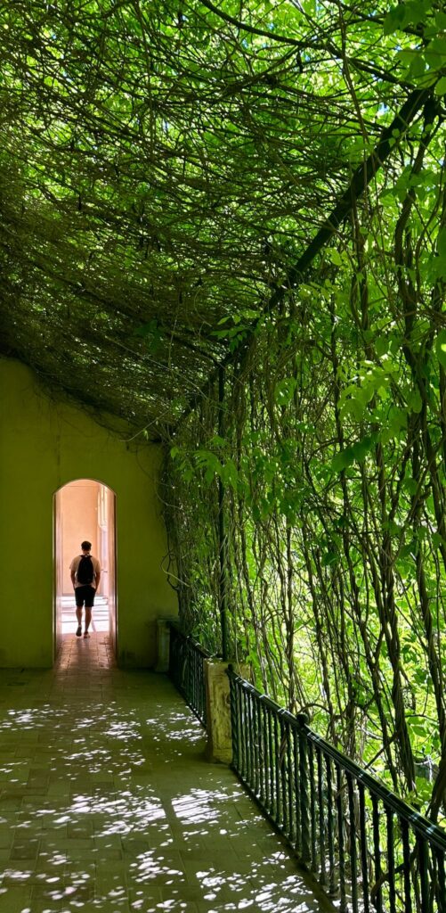Lars in de achtergrond wandelend naast een muur van planten